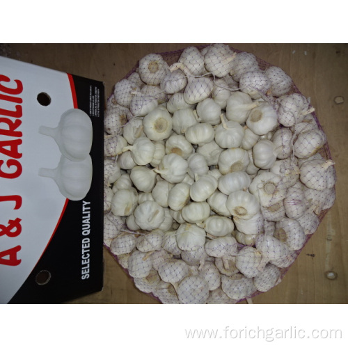 Pure White Garlic Crop 2019